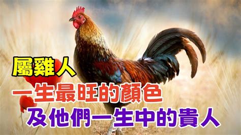 屬雞的顏色|【雞的幸運色】屬雞幸運色讓你運勢飛！不可不知的吉祥色與禁忌。